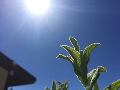 Finished roof with new shingles shining in the sunlight, framed by tall trees.