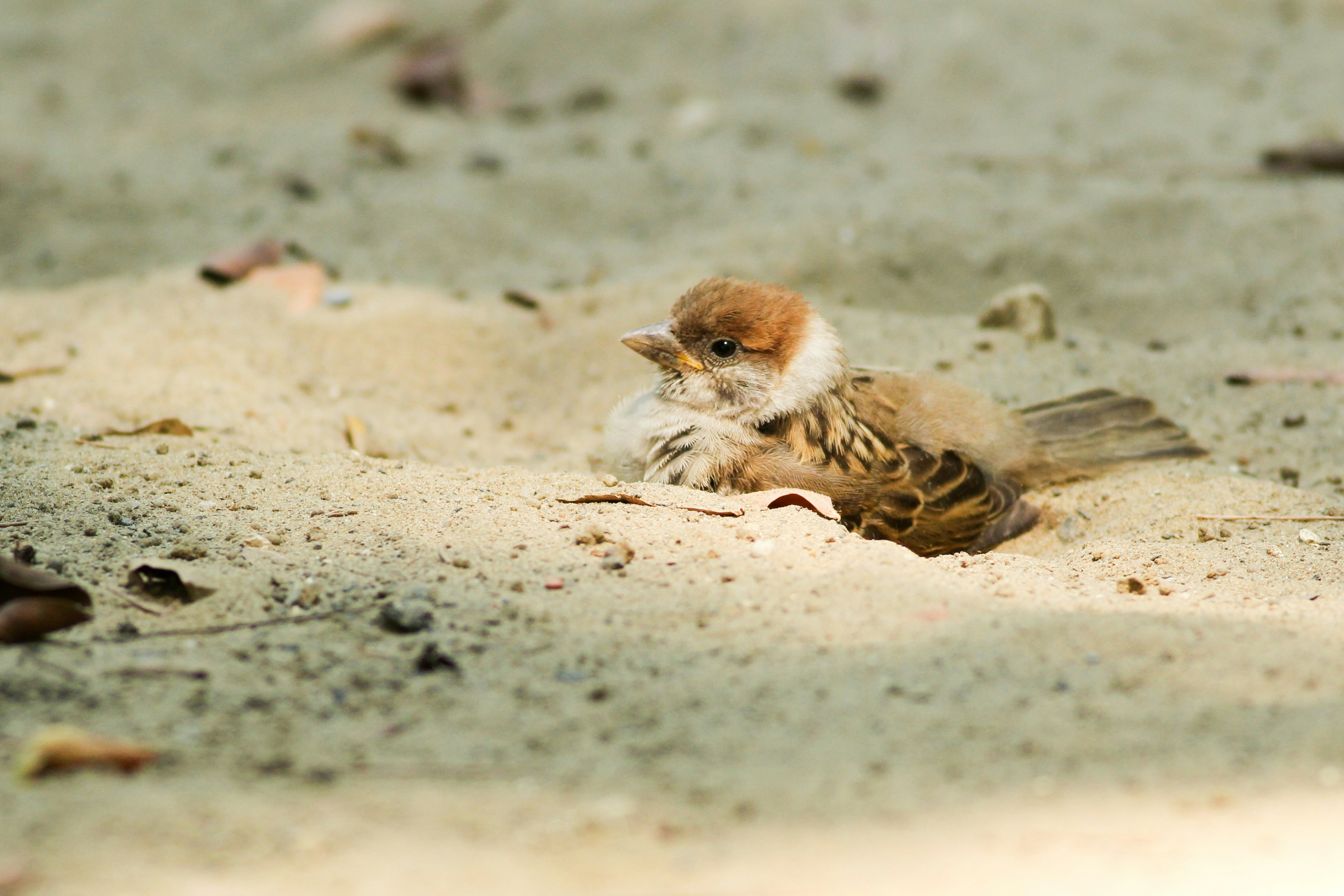 Free Unsplash photo from Boris  Smokrovic