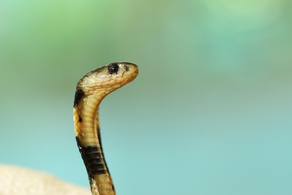 Fotografia de foco seletivo de cobra preto e branco