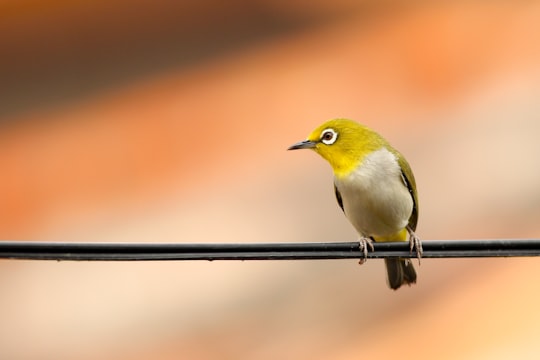 macro shot of green and white bird on black electrical cable in Hunei District Taiwan