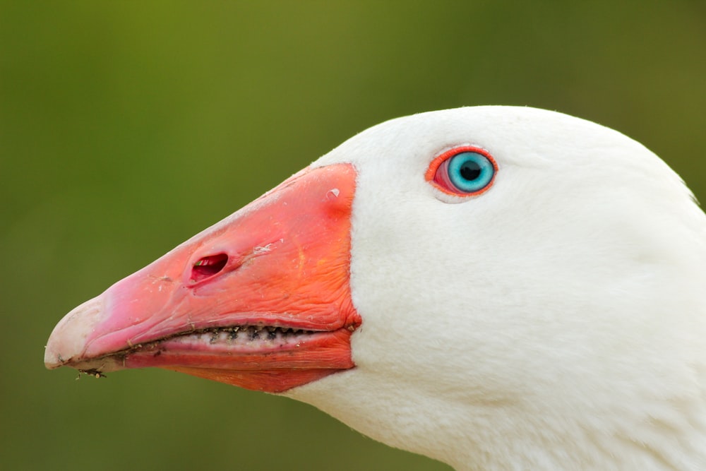 macro photography white white bird head