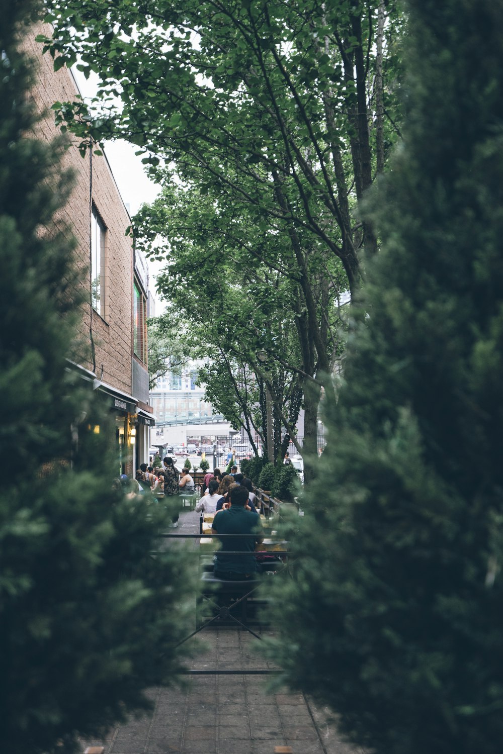 people between trees and building