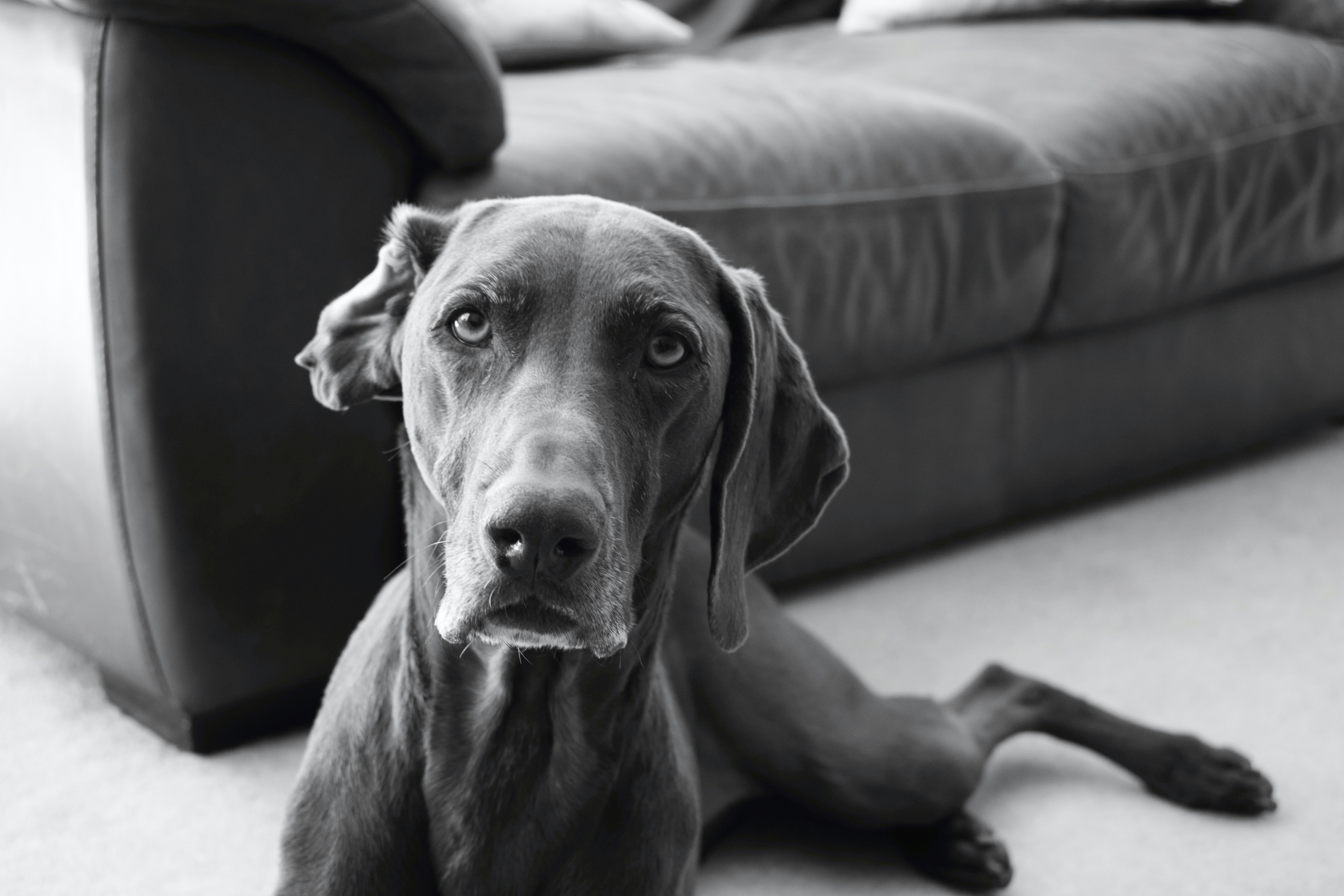 Free Unsplash photo from A P