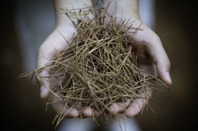 Close-up of freshly gathered pine needles bundled for tea, resting on rustic wood.