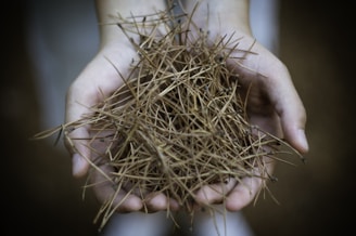 Close-up of freshly gathered pine needles bundled for tea, resting on rustic wood.