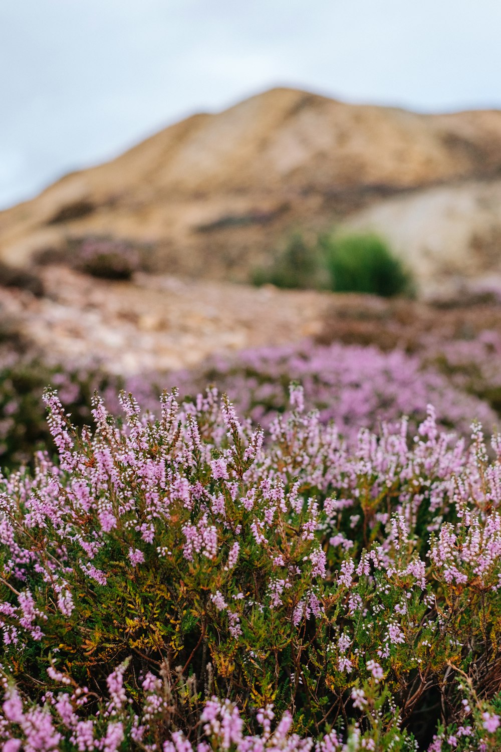 pink and green flowers