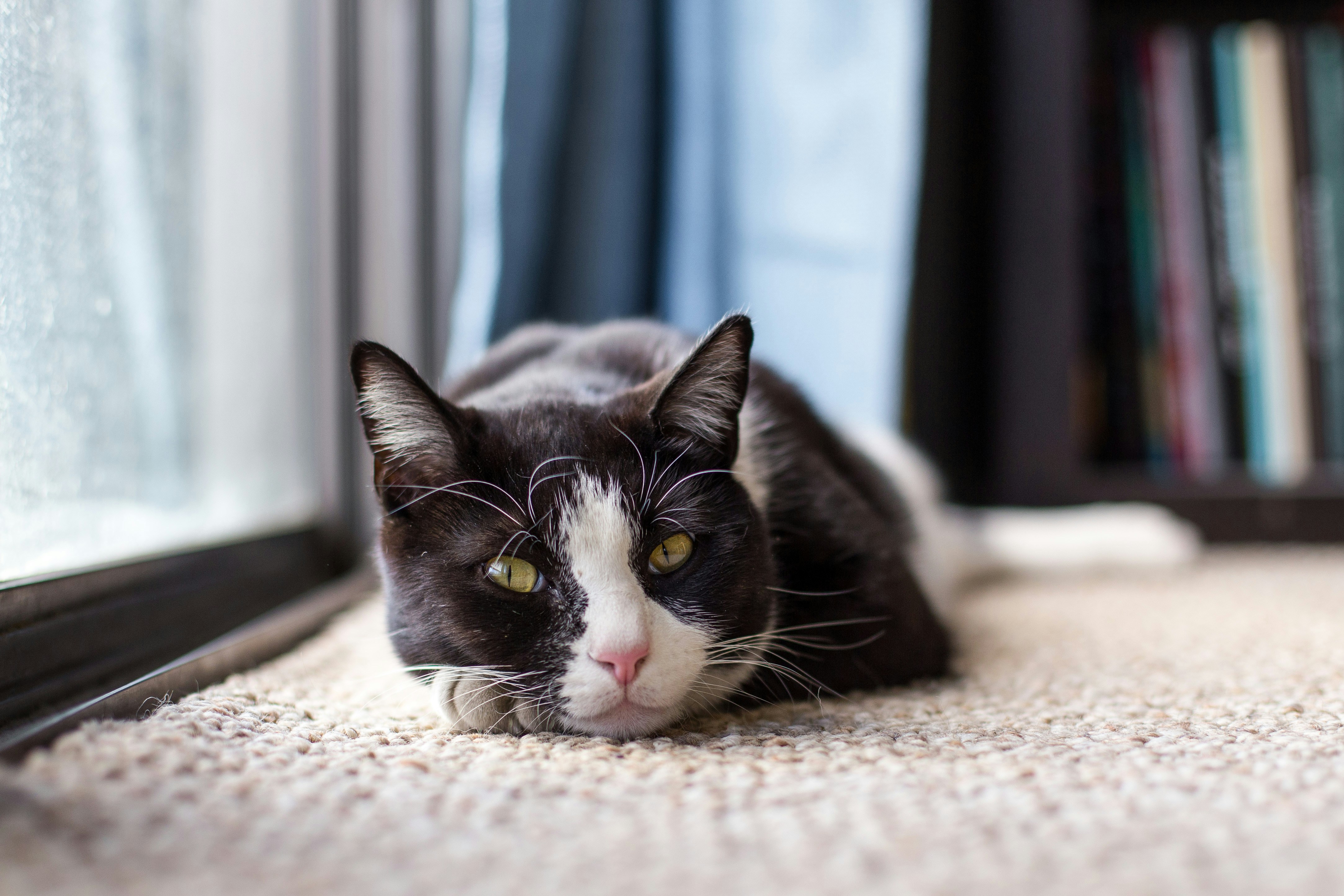 Free Unsplash photo from Tim Wright