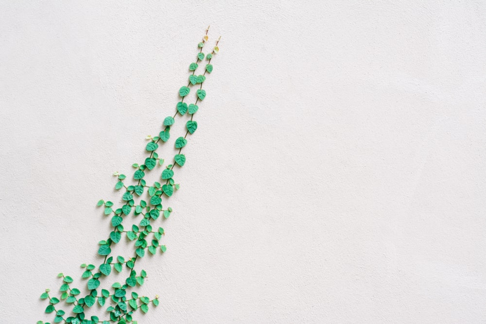 green leafed vine plant on wall