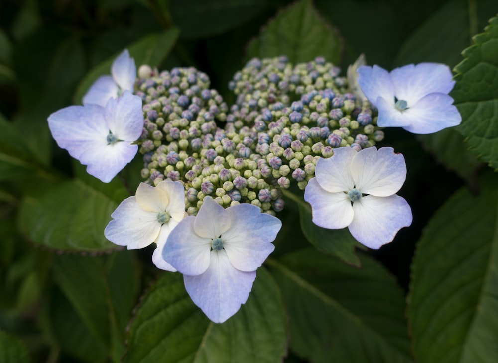 blue-and-white-petaled flowers