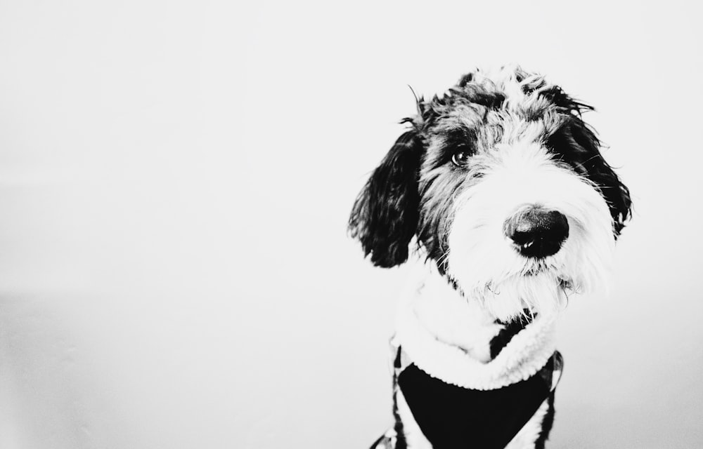 a black and white photo of a dog wearing a sweater