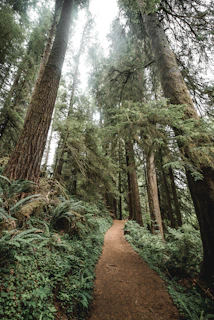 A narrow forest trail winding gently through tall cedar trees with dappled sunlight filtering through.