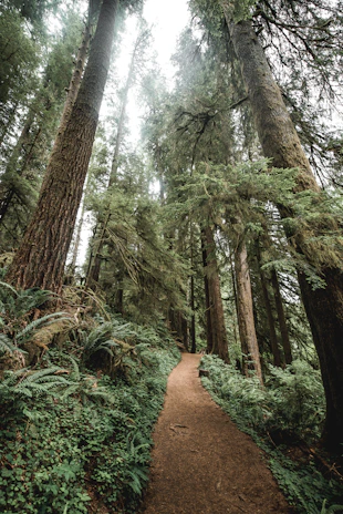 A narrow forest trail winding gently through tall cedar trees with dappled sunlight filtering through.
