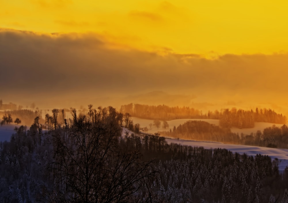 black and brown trees during sunset