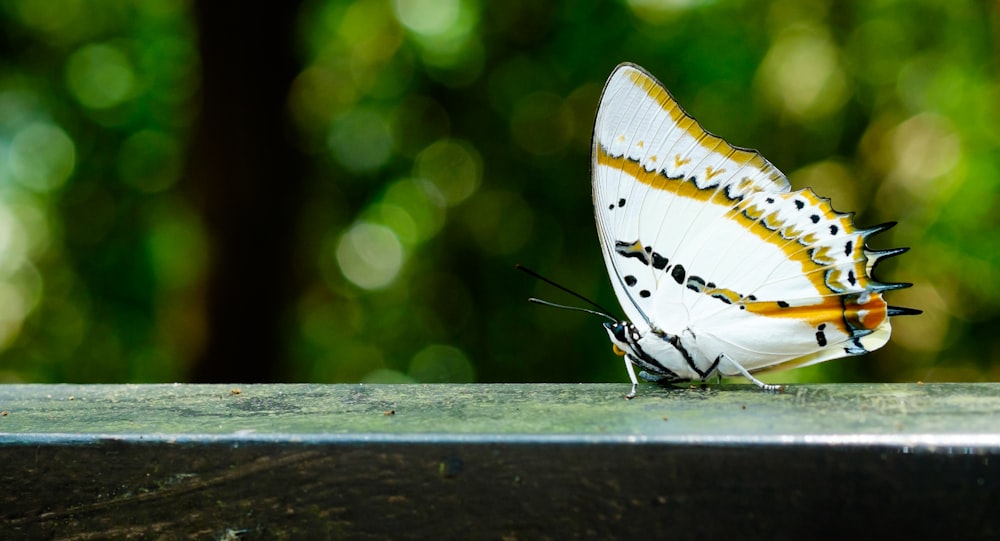 A white butterfly on a deck ledge.