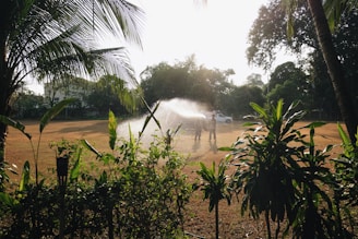 Two people are watering a large grassy area using a hose, with a water spray visible in the air. They are surrounded by lush green plants. There are large trees and vegetation in the background, and a white vehicle is parked nearby. The sunlight creates a bright and serene atmosphere.
