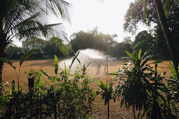 Two people are watering a large grassy area using a hose, with a water spray visible in the air. They are surrounded by lush green plants. There are large trees and vegetation in the background, and a white vehicle is parked nearby. The sunlight creates a bright and serene atmosphere.