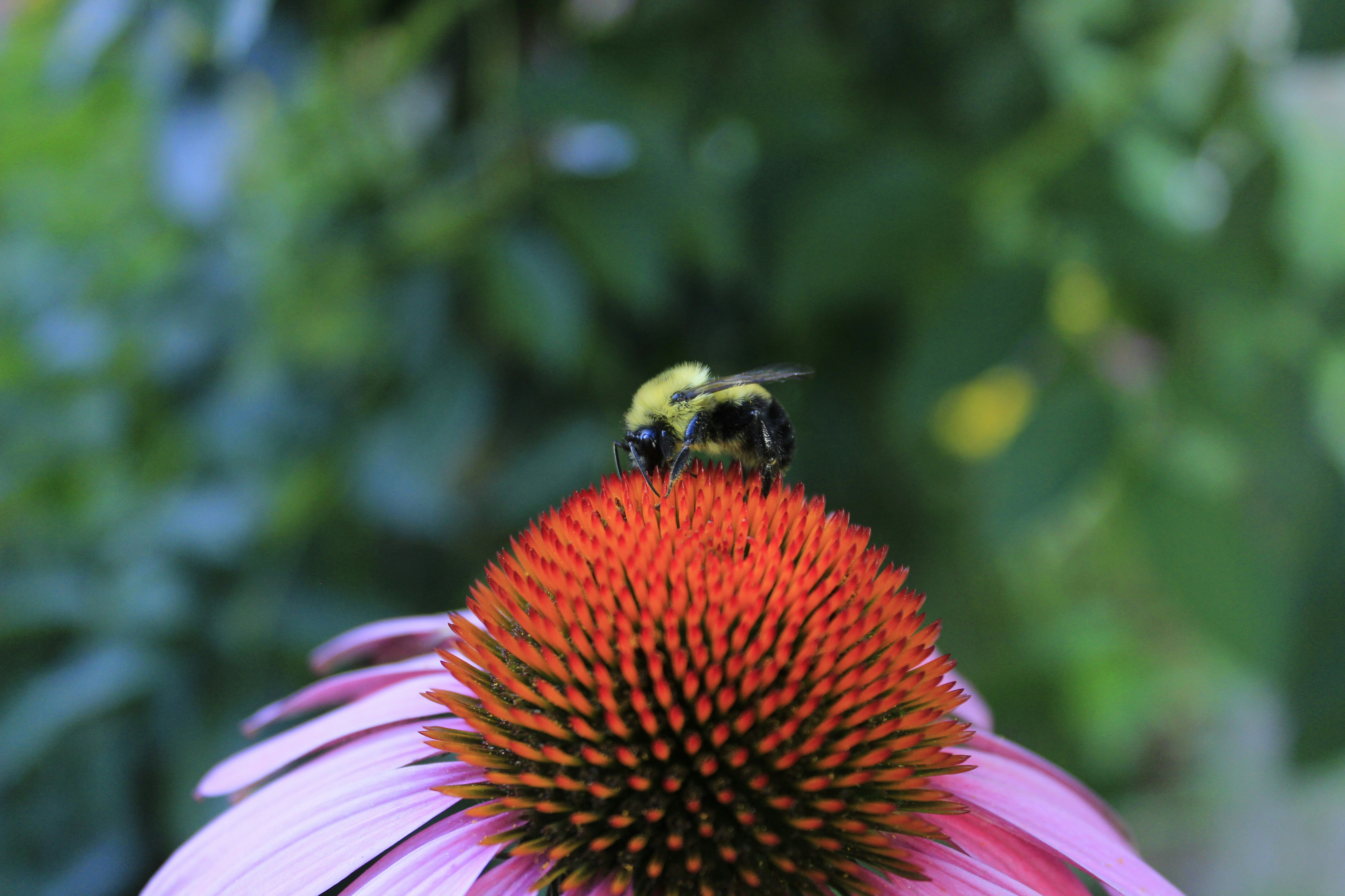 Free Unsplash photo from ajdin civgin