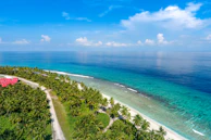 aerial view of coconut trees by the beach