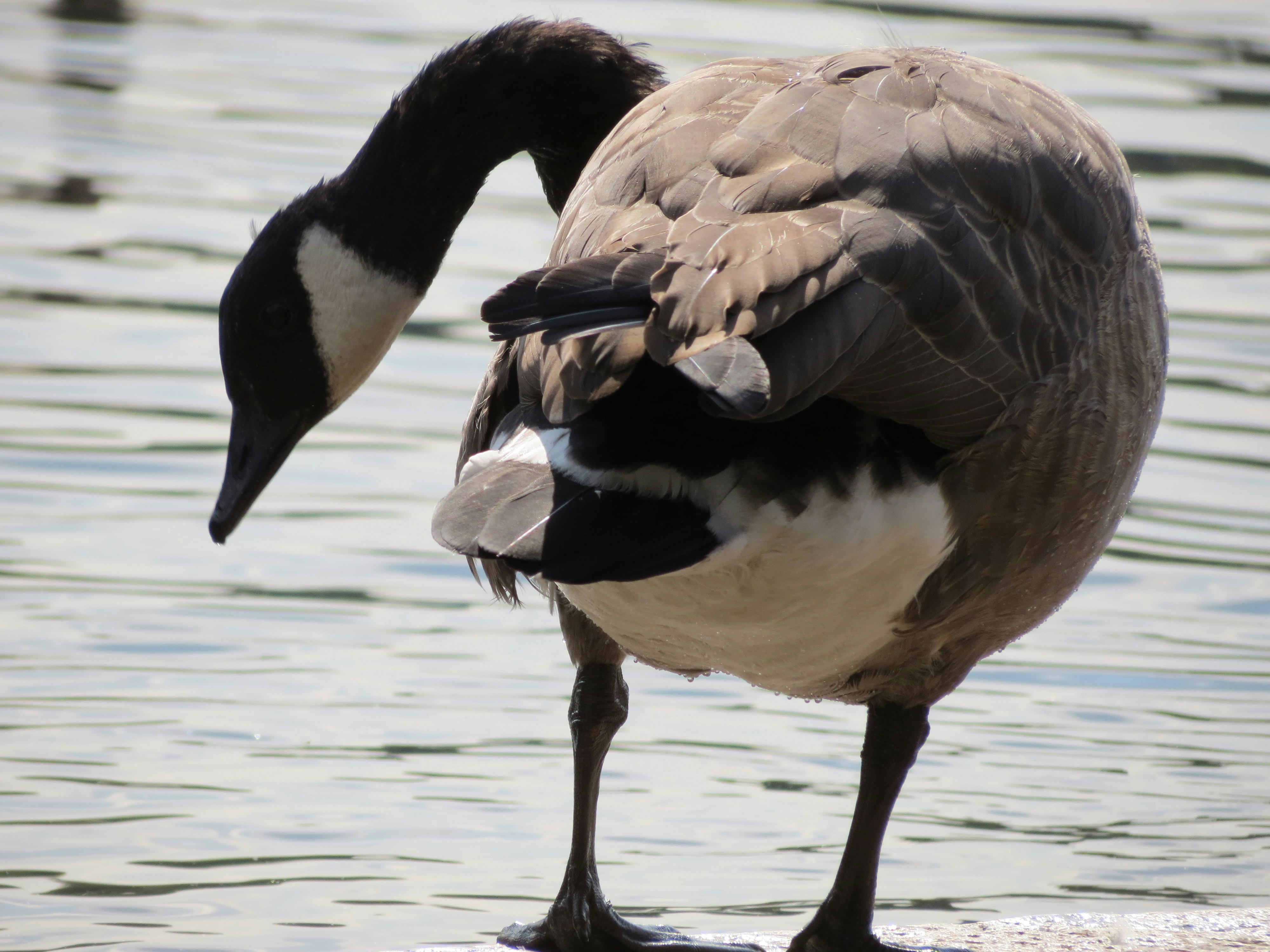 Free Unsplash photo from Juan Pablo Guffanti