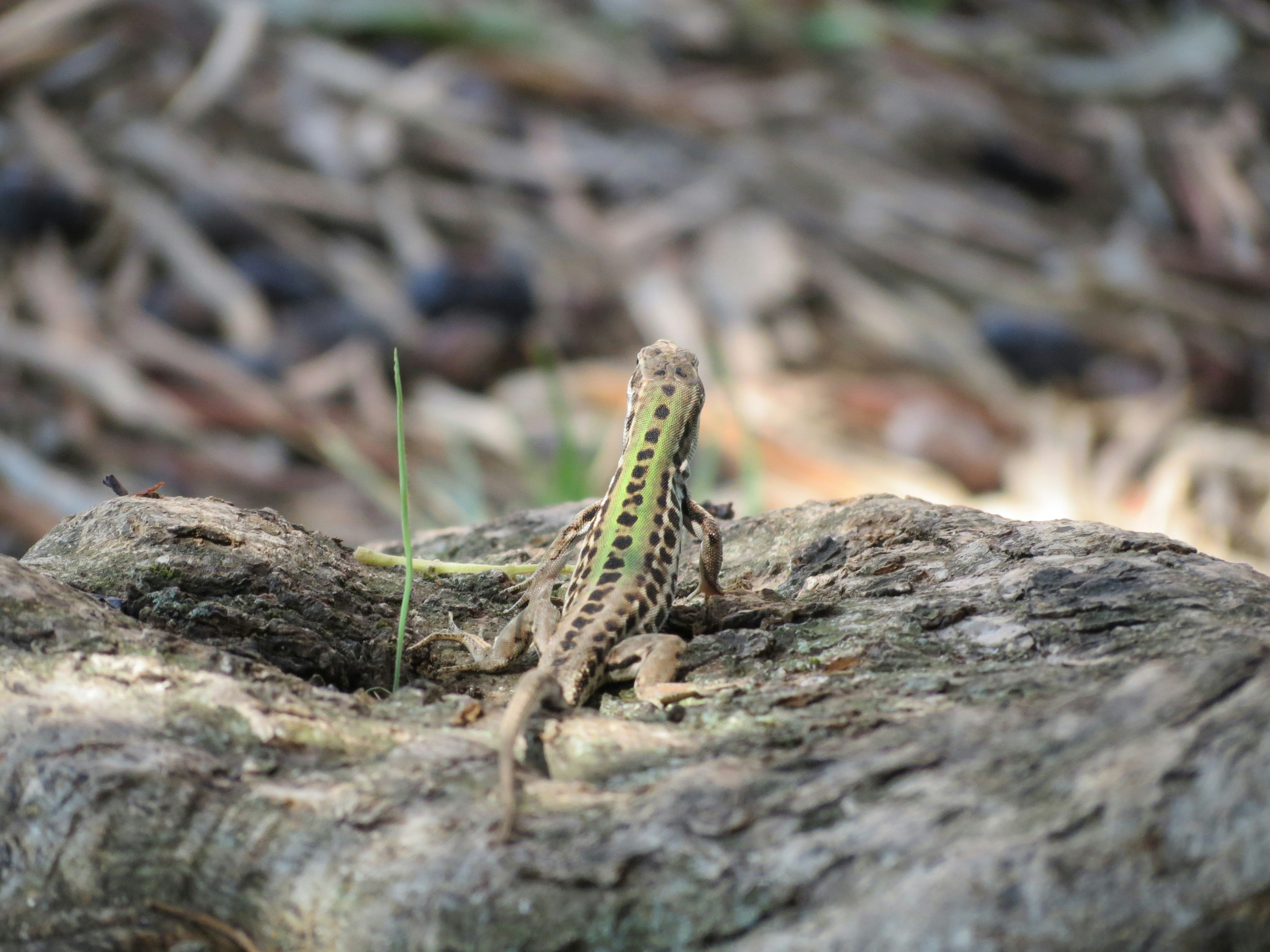 Free Unsplash photo from Juan Pablo Guffanti