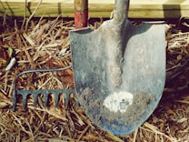 A metal shovel with dirt on it rests against a rake. Both tools are placed on a ground covered with dried mulch. The scene is outdoors, possibly in a garden or yard.