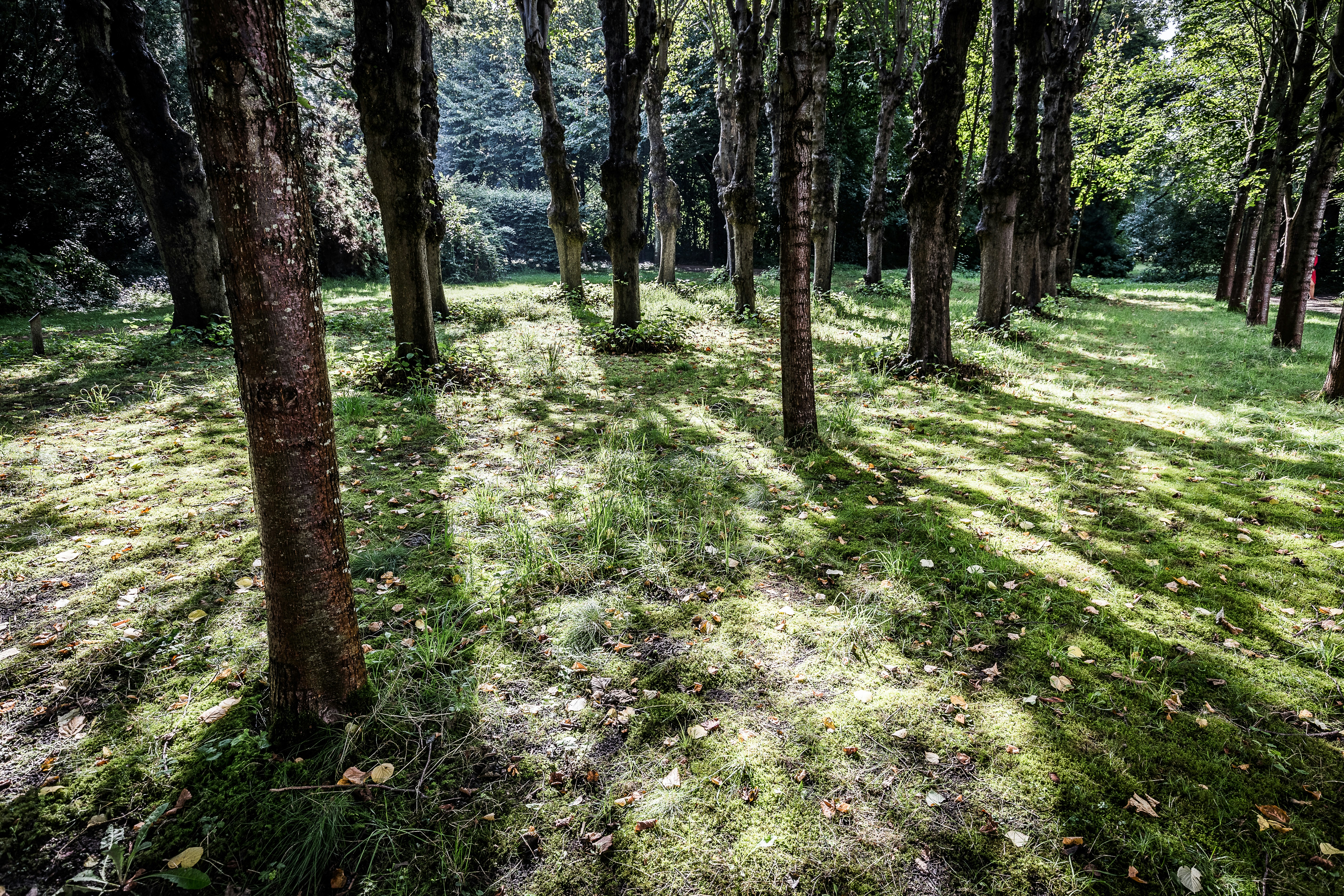 Free Unsplash photo from Rico Bico