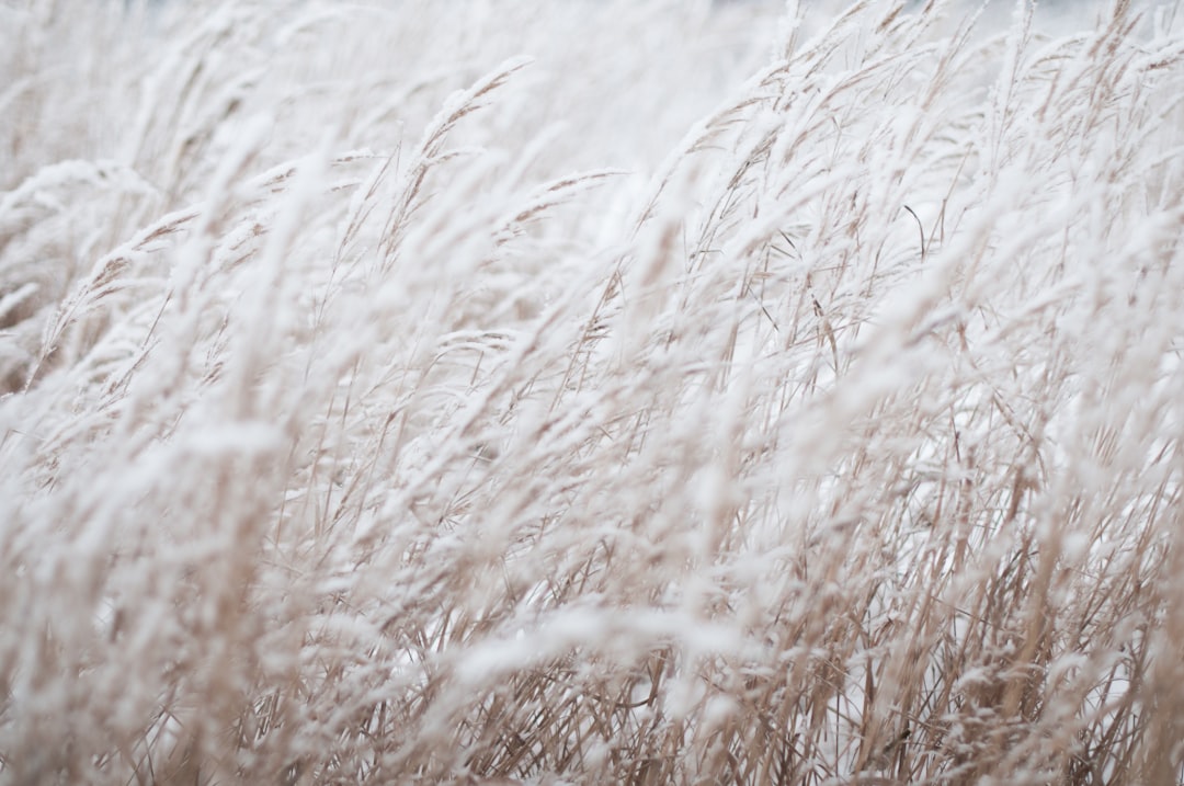 photography of white grass field