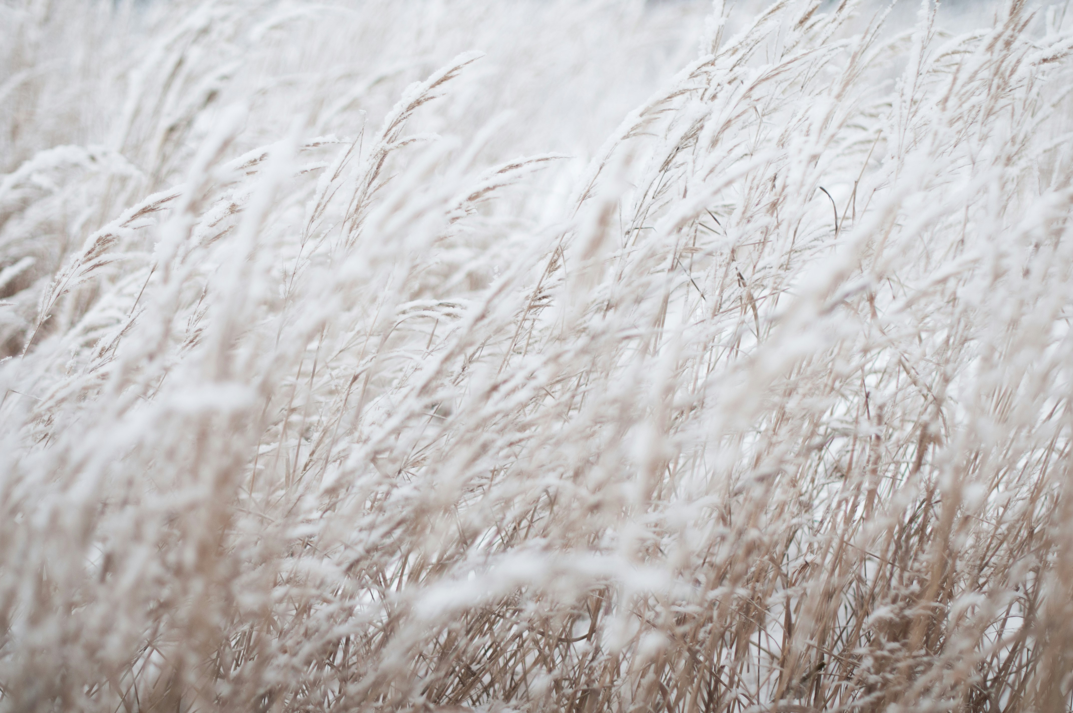 photography of white grass field