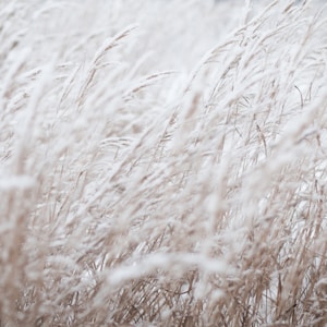 photography of white grass field