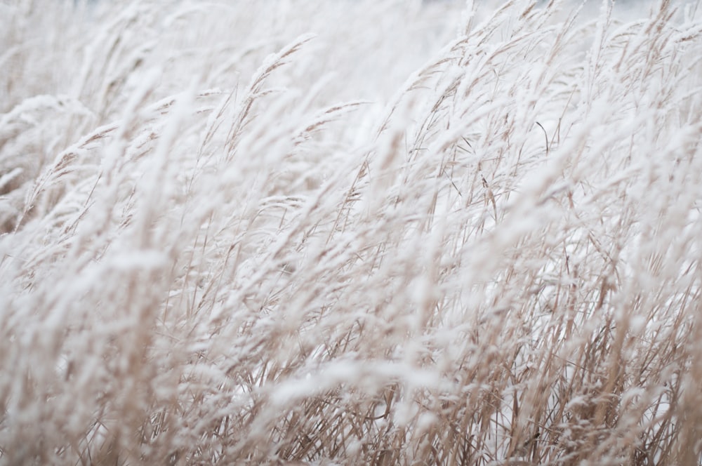 Fotografía de un campo de hierba blanca