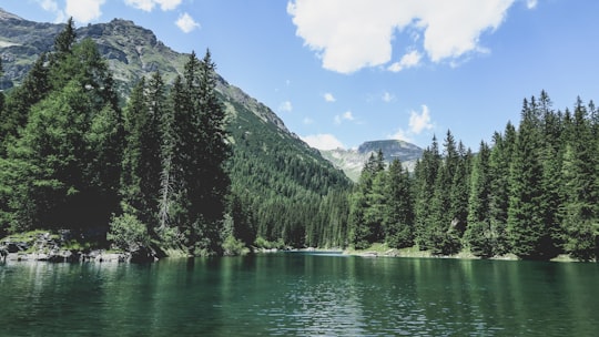 green pine trees near lake under blue sky during daytime in Obernberger See Austria