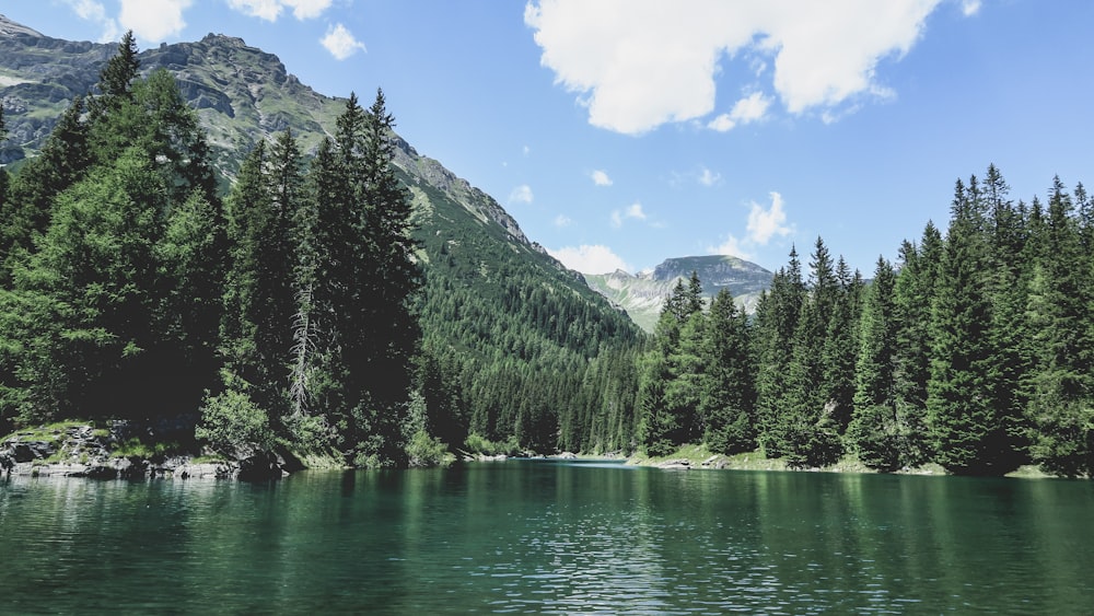 green pine trees near lake under blue sky during daytime