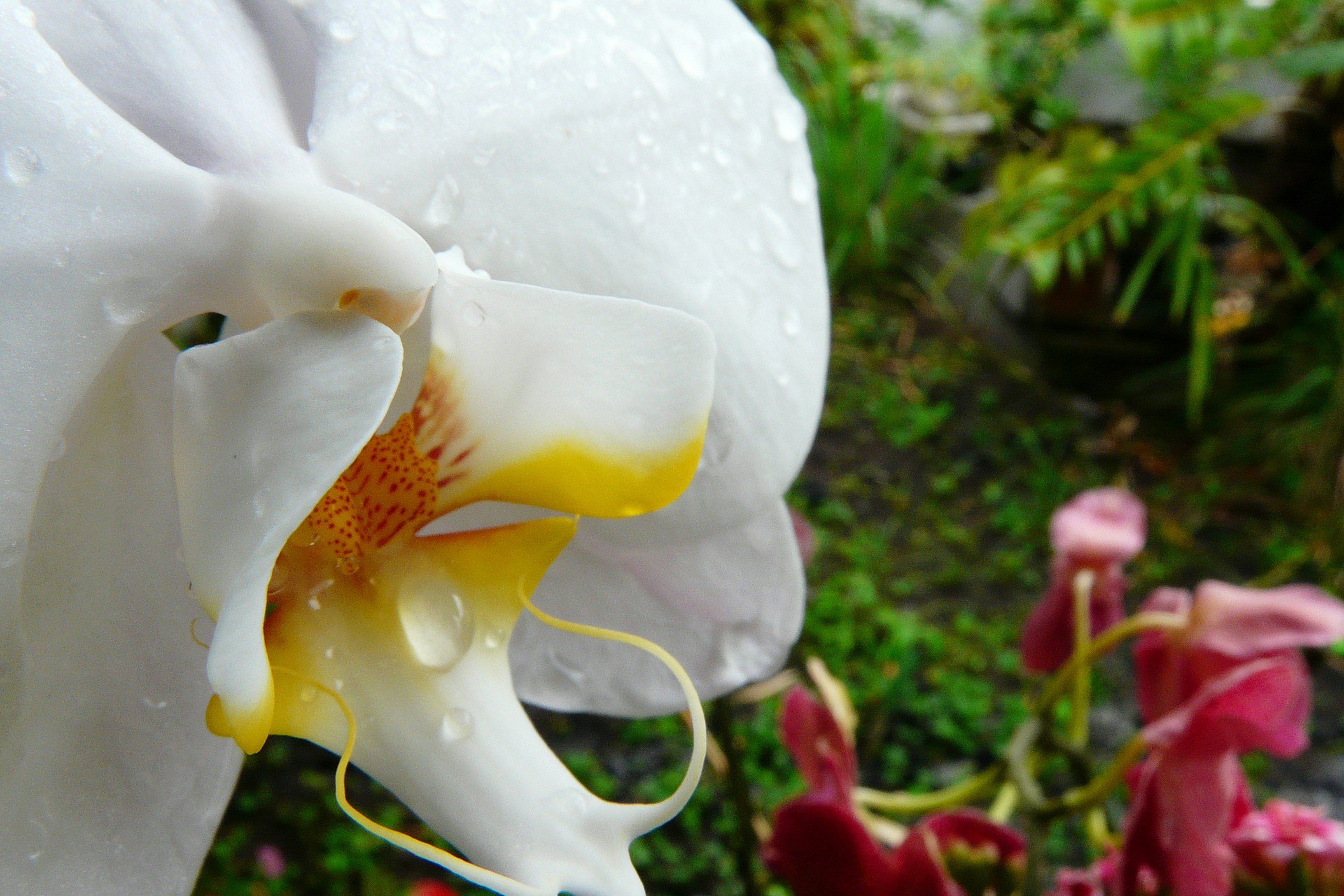 Free Unsplash photo from Robert Emmanuel