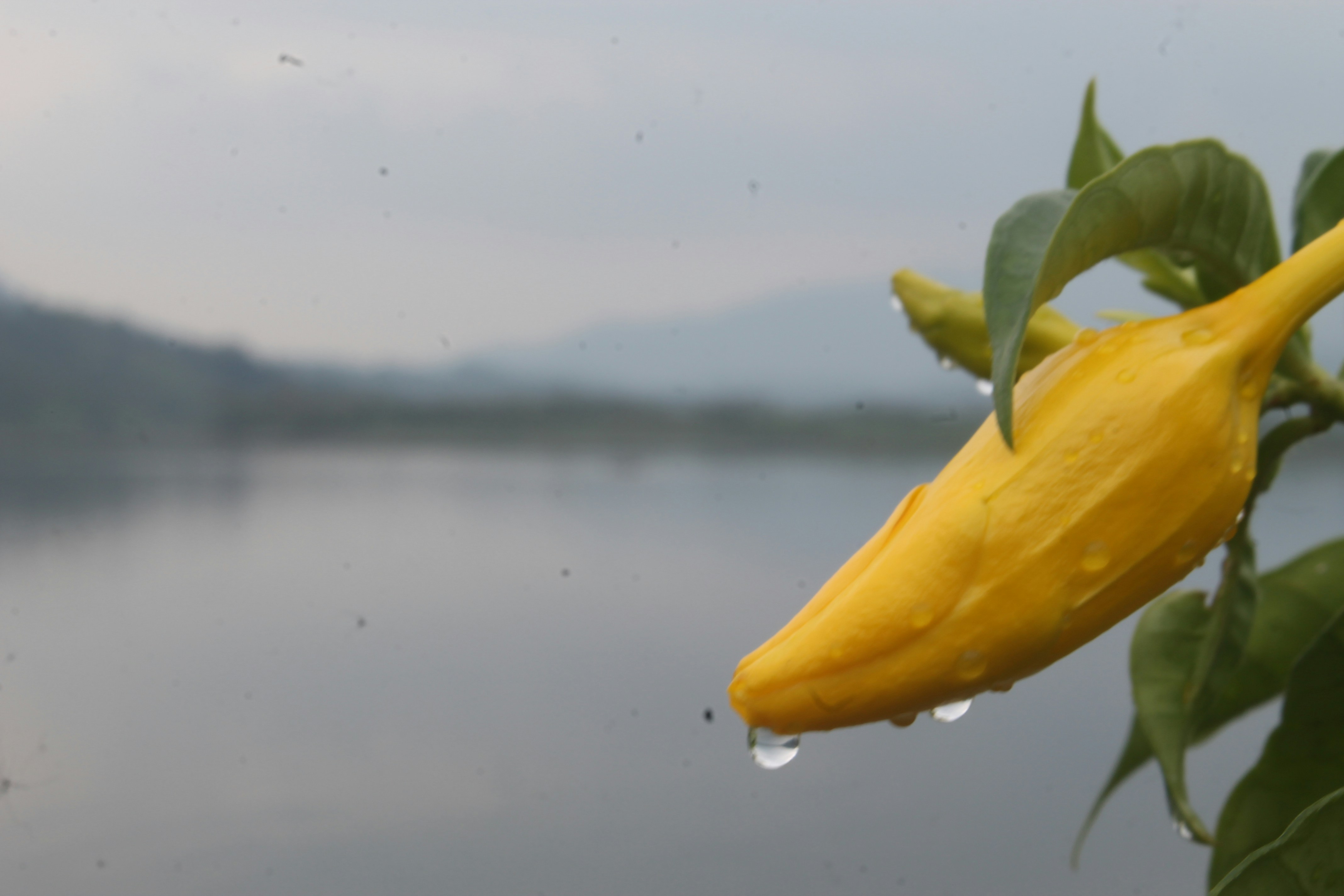 Free Unsplash photo from Muhammadun Azkiya