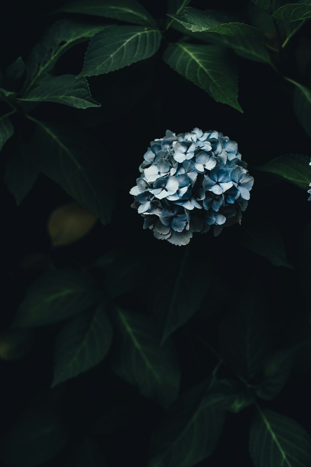 blue hydrangeas flowers