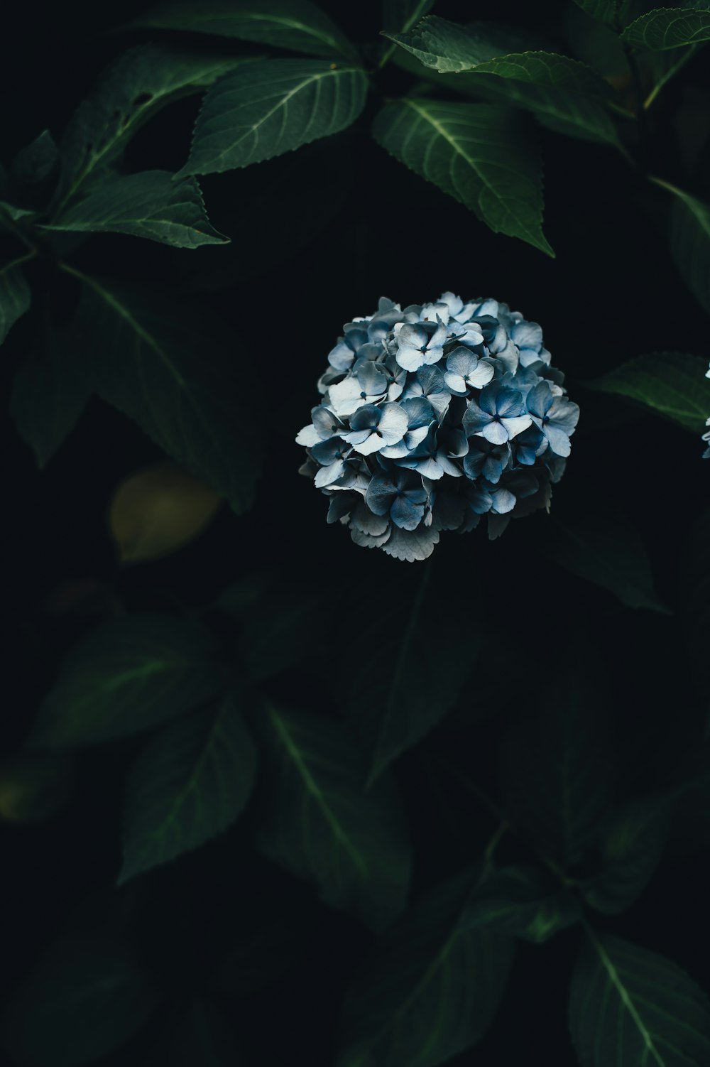 flores de hortênsias azuis