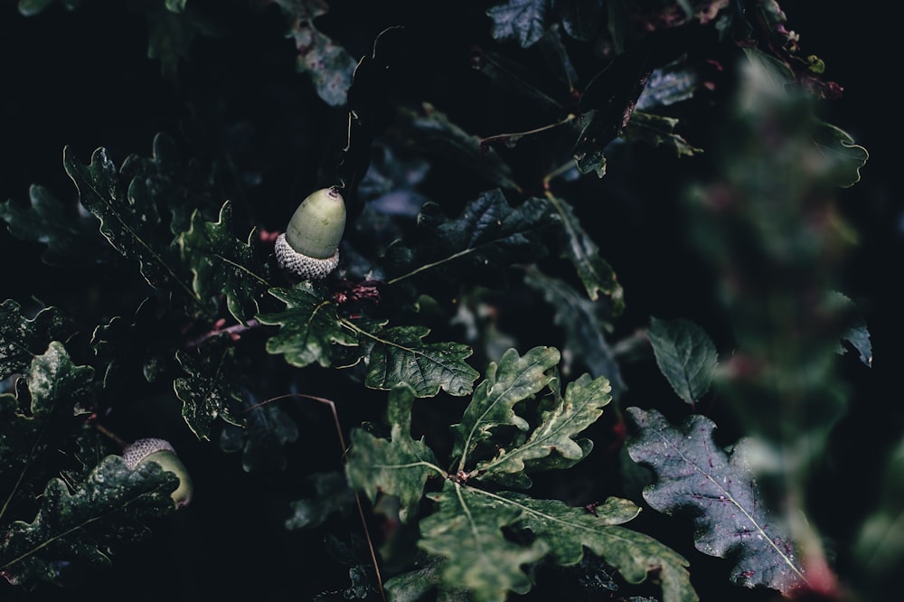 photo en gros plan d’une plante à feuilles vertes