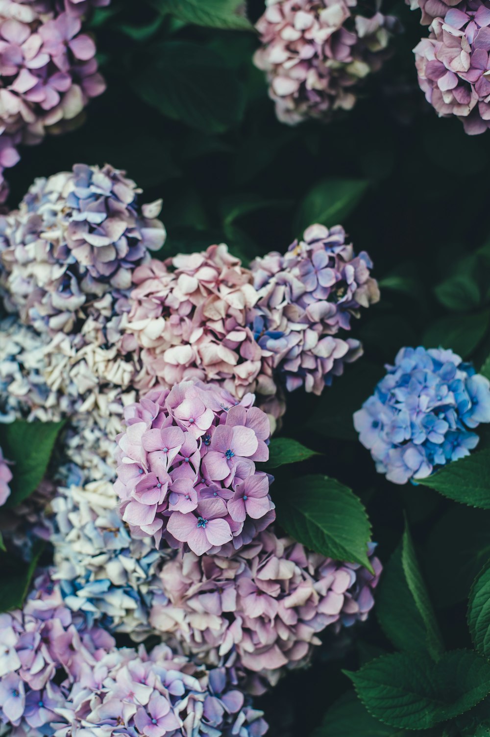 ピンクと青のアジサイの花