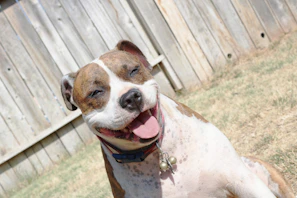 A happy dog lounging under a shaded tree in a cozy fenced yard
