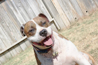 A happy dog lounging under a shaded tree in a cozy fenced yard
