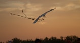A kite with long, flowing tails is flying against a backdrop of a sunset sky. The sky is filled with warm hues, and below the kite are silhouettes of trees and possibly people enjoying an outdoor activity.