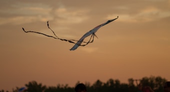 A kite with long, flowing tails is flying against a backdrop of a sunset sky. The sky is filled with warm hues, and below the kite are silhouettes of trees and possibly people enjoying an outdoor activity.