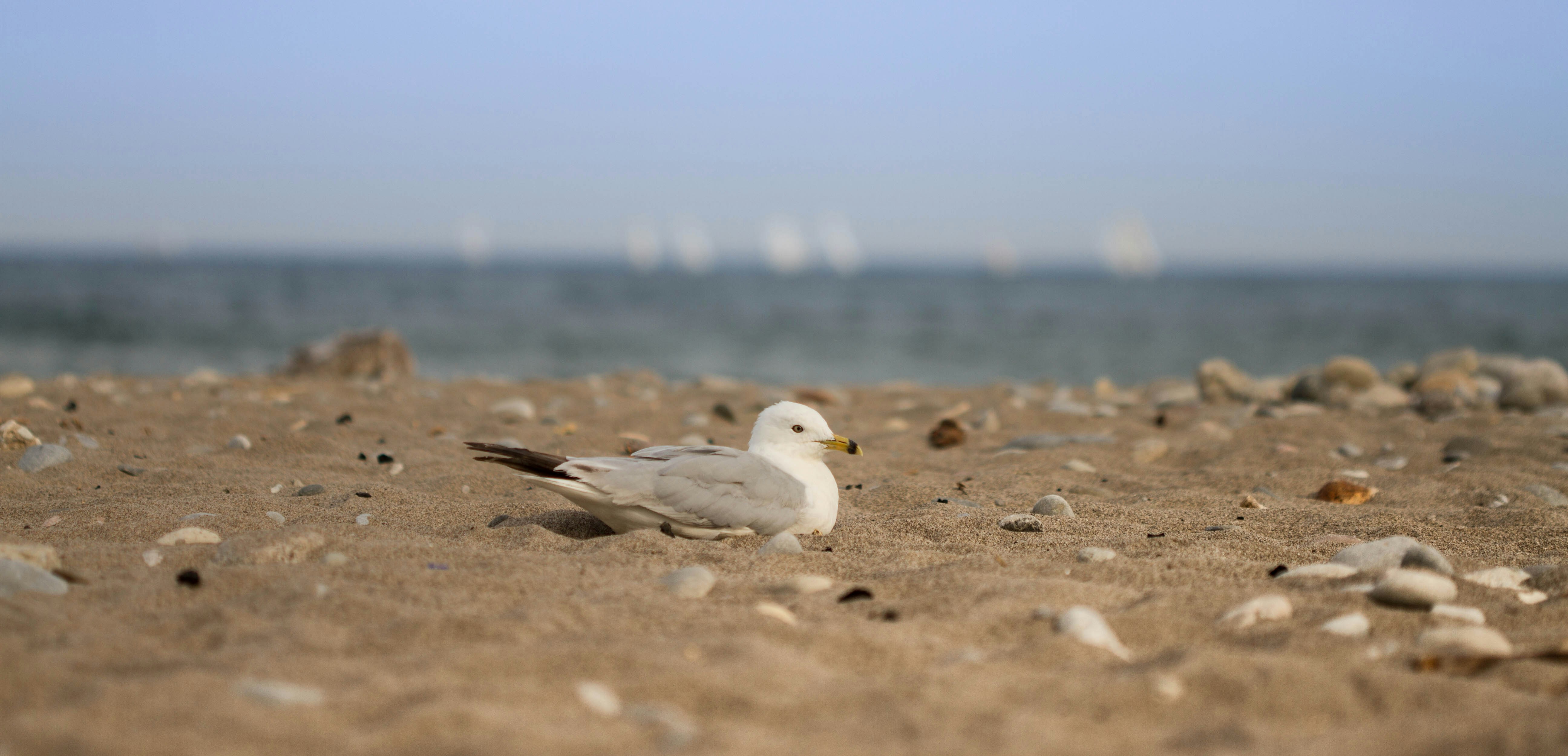 Free Unsplash photo from Tom Ezzatkhah