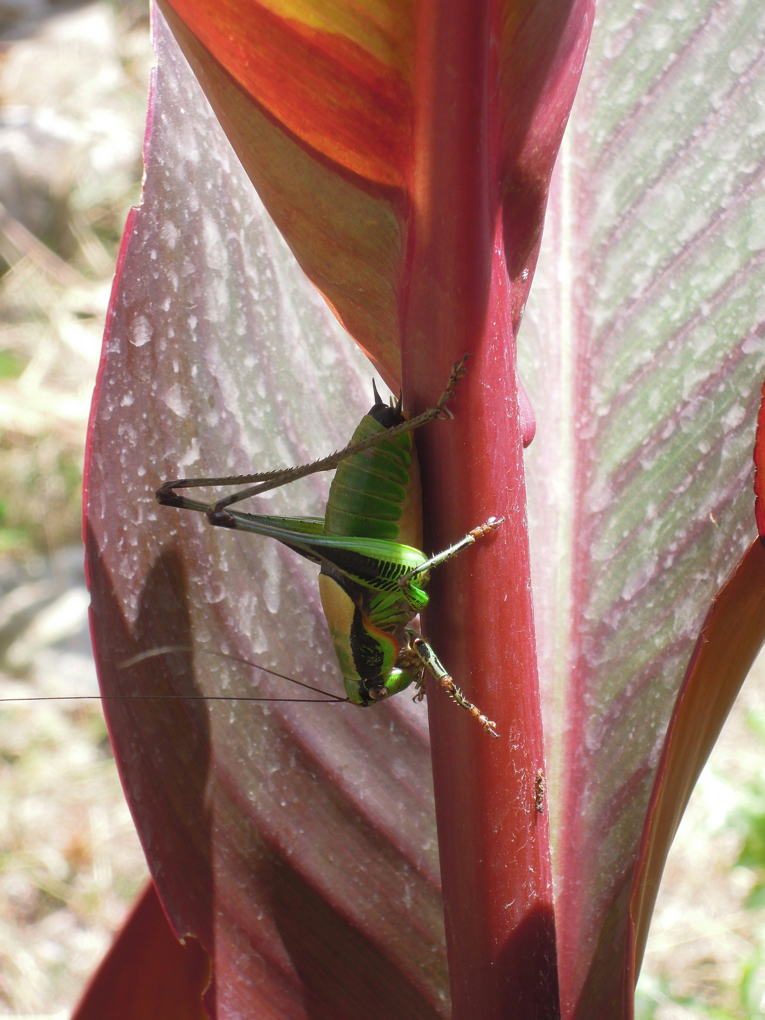 Free Unsplash photo from Raja Gumienny