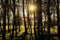 Sunlight filtering through tall forest trees with golden leaves.