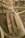Aerial view of a lumber yard with neatly stacked rows of wooden logs on dirt roads, surrounded by patches of grass and open land. The logs are arranged in long, parallel lines beside intersecting pathways.