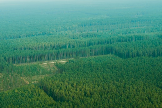 An expansive aerial view of a dense and lush coniferous forest stretching far into the horizon. The image captures a neat, linear division within the forest, resembling a road or path cutting through the green canopy.