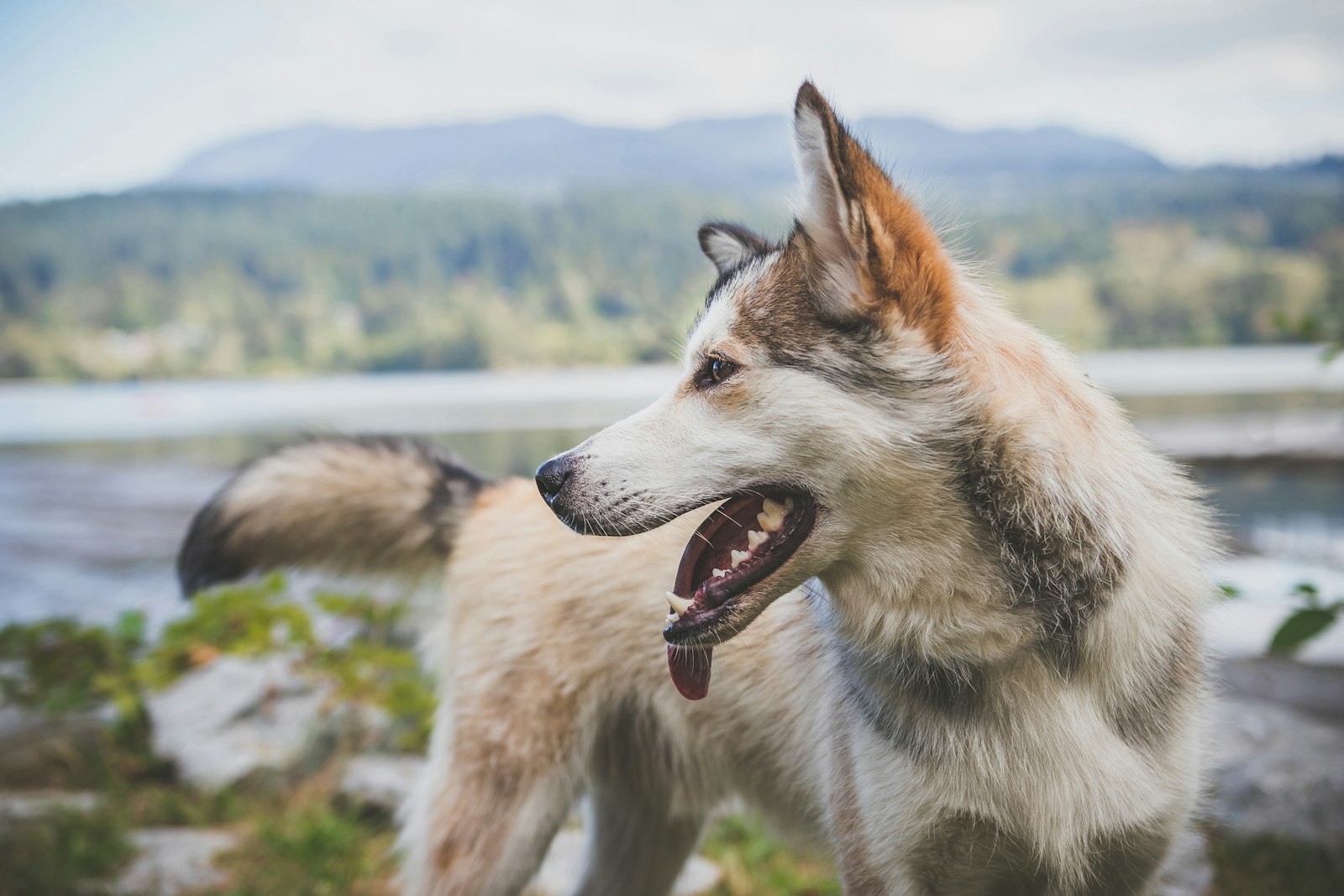 Zoonosis inversa: ¿Pueden los perros enfermarse de los humanos?