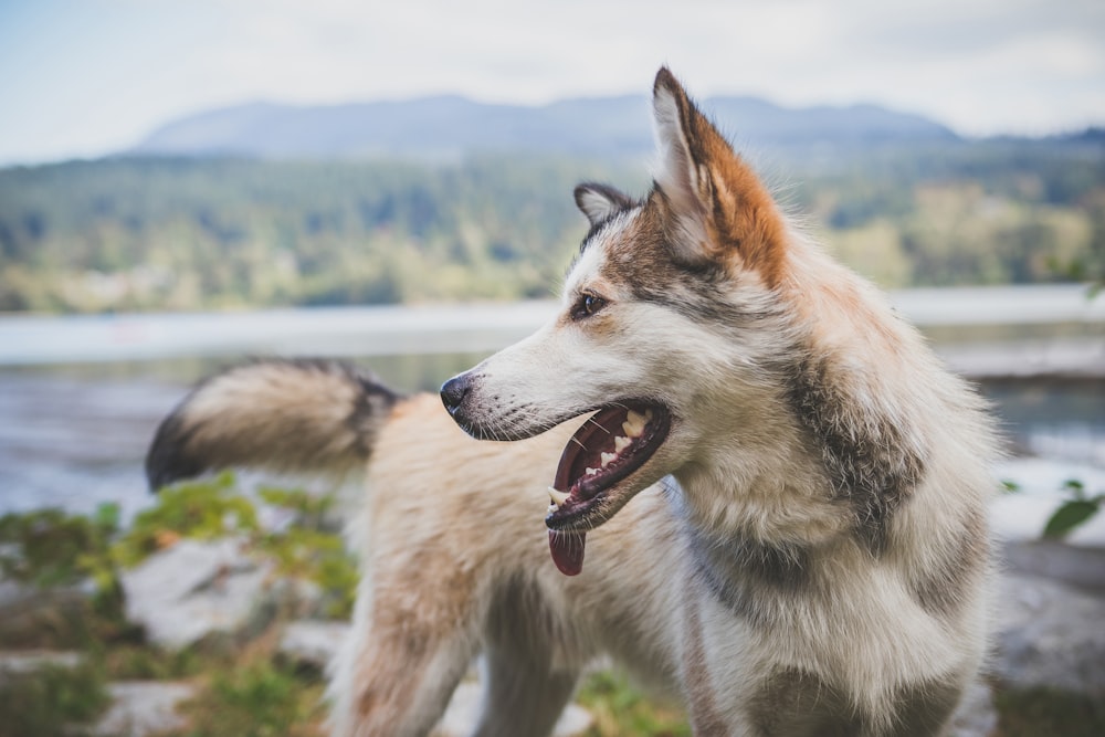 brown and white Siberian husky standing near river