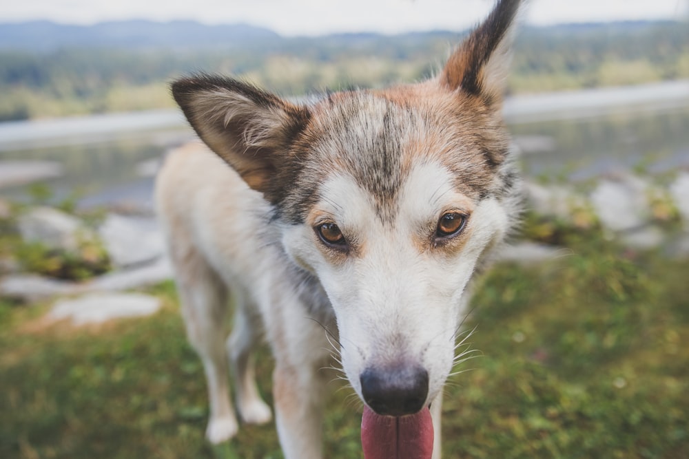 white and brown siberian husky on green grass field during daytime